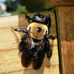carpenter-bee-250x196-compressedF4105951-A174-6850-7CFA-1A194DB314B6.jpg