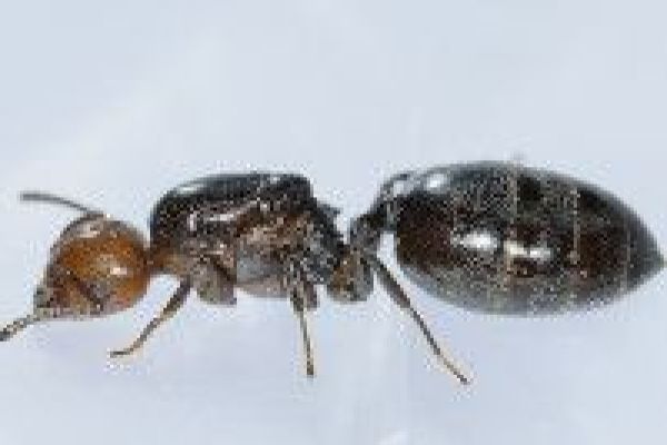 ant-exterminator-250x133-compressed74EA237B-5173-E8C3-9A6D-FCAFED54A95C.jpg