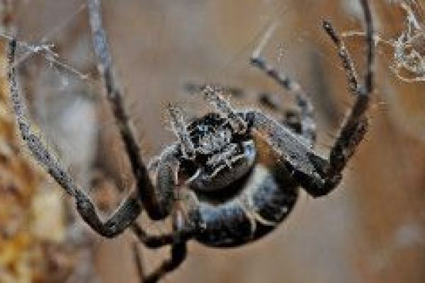 spider-pest-control-2-250x158-compressedC46C89F2-D1BA-2063-6CC4-DE03A41B5971.jpg