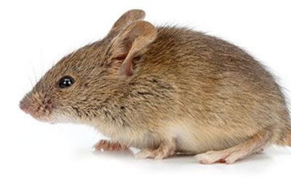 field-mice-compressed77183F8E-C18A-5F24-01FD-3D284C9DB634.jpg